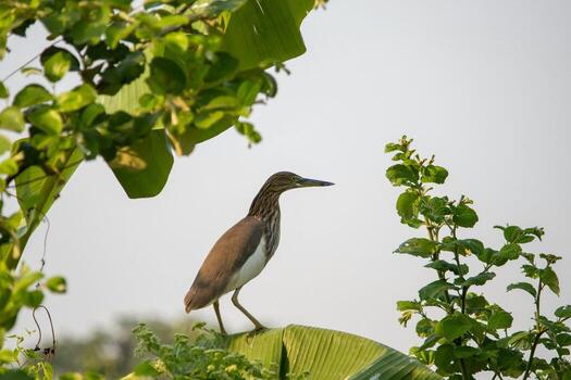 The Tranquil Perch A Hiron Bird Rests Upon a Banana Leaf photo