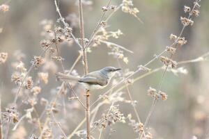 Yearning Wings The Magpie Robin's Flight photo