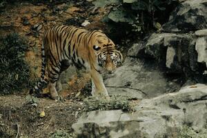 The Majesty of the Royal Bengal Tiger in its Natural Realm photo