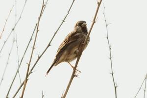 Savvy Sparrow Tales of Wit and Charm photo