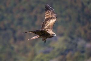 On the Hunt Eagle's Soaring Search for Prey photo