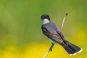 Insightful Glances Decoding Clever Eyes of the Myna Bird photo