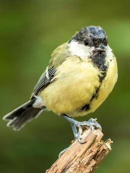 Sparrow's Perch comfortably on a branch photo