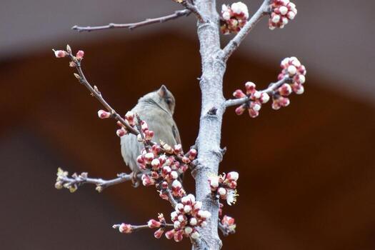 Sparrow's Gaze A Branch-side View photo