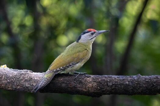 Silent Sentinel A Woodpecker's Resting Perch photo