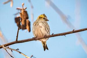 Sparrow's Watchful Perch A Display of Clever Observation photo