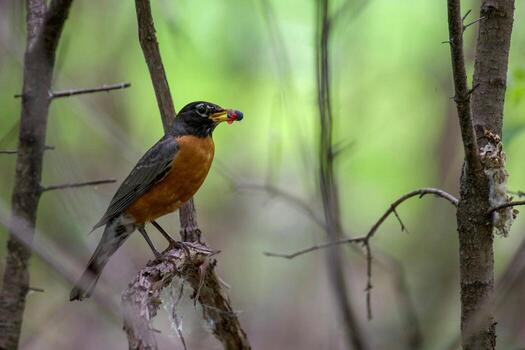 Pulses Feast Indian Myna's Dining Delight photo