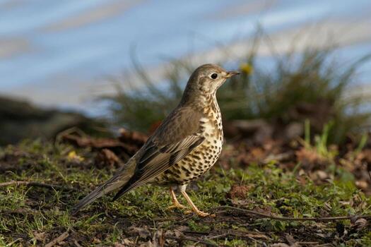 Forest Serenity Sparrow Amidst Grassland Greenery photo