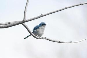 Stillness Amidst Flutter Hummingbird on a Branch photo