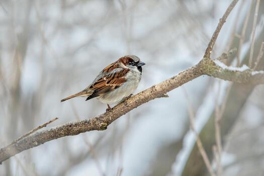 Silent Observer A Sparrow's Solitude on the Branch photo