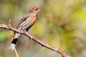 Sitting on the Branch A Sparrow's Tale photo
