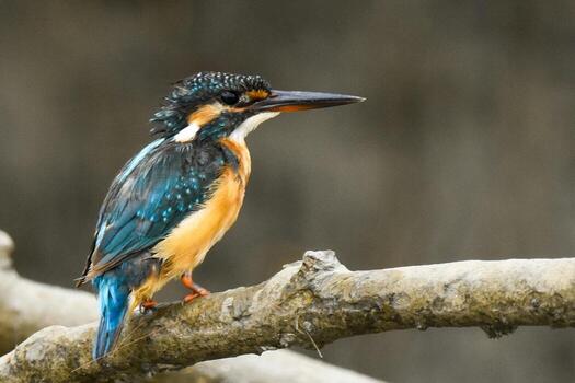 Regal Watch Kingfisher Perched on a Branch Throne photo