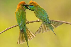 Golden Lovebirds A Tale of Devotion photo