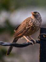 Chirpy Guardian The Indian Myna Perched on Wire photo