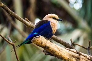 Regal Repose A Kingfisher Lying on a Branch photo