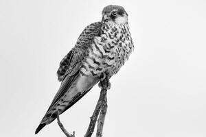 Silent Sentinel Eagle Perched on a Branch photo