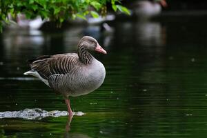 Regal Serenity King Duck Balancing on One Foot in Water photo