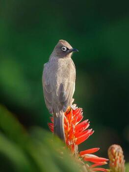 Floral Perch The Sparrow's Tranquil Rest photo