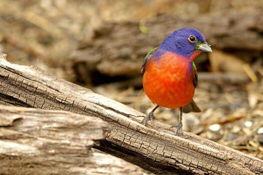 Myna's Perch A Bird's-Eye View photo
