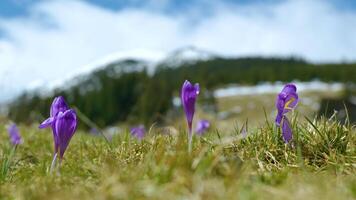 Flowering crocuses close up, flowering crocuses on the glade, Spring crocuses in carpathia mountains, Field of wild purple crocuses, Beauty of wild growing spring flowers crocus blooming in spring video