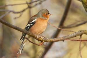 Tiny Guardian Baby Sparrow's Silent Vigil on the Branch photo