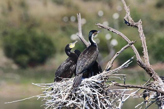 Sand Duck Chronicles Nesting in Sands photo