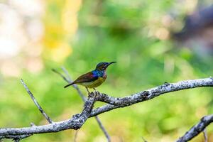 Silent Reverie Observing Hummingbird on the Branch photo