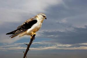 Silent Sentinel Perched on the Eagle's Branch photo