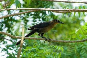 Perched Majesty The Mountain Myna Bird on its Branch Throne photo