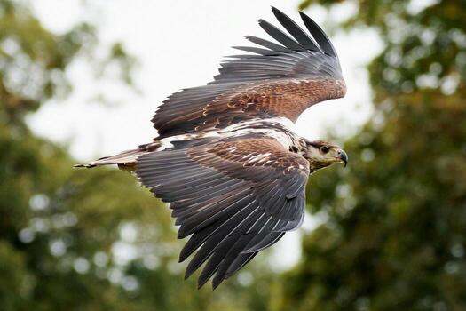 Eagle's Aerial Majesty Commanding the Skies photo