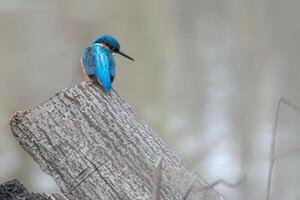 Regal Below Observing the Kingfisher from a Silent Perch photo