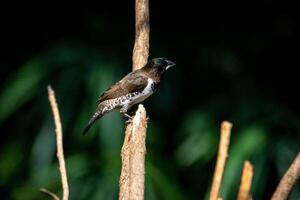 Guardian Perch A Sparrow's Vigil from the Watchful Branch photo