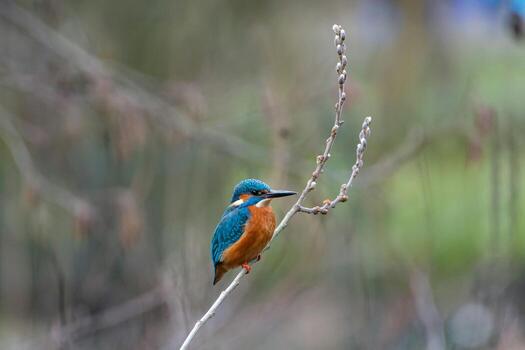 Kingfisher's Serene Perch photo