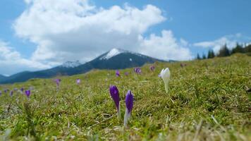 Flowering crocuses close up, flowering crocuses on the glade, Spring crocuses in carpathia mountains, Field of wild purple crocuses, Beauty of wild growing spring flowers crocus blooming in spring video