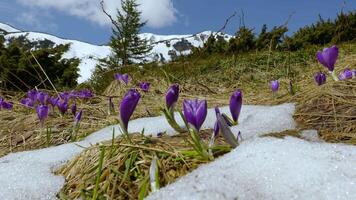 Flowering crocuses close up, flowering crocuses on the glade, Spring crocuses in carpathia mountains, Field of wild purple crocuses, Beauty of wild growing spring flowers crocus blooming in spring video