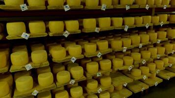 View to the cheese-wheels of parmesan maturing on wooden shelves at the cellar of the cheese factory. Cheese production workshop in a dairy factory video