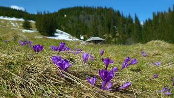 Flowering crocuses close up, flowering crocuses on the glade, Spring crocuses in carpathia mountains, Field of wild purple crocuses, Beauty of wild growing spring flowers crocus blooming in spring video