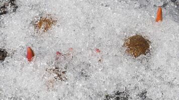 Emerging from the frozen ground, a young green sprout marks the end of winter and the onset of the spring season. Rabbit poop under the snow. Time lapse video
