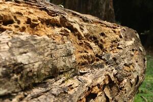 Texture of a rotten log photo