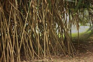 Root of pandanus palm hanging strongly photo