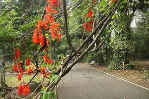 Scenic view of red flowers on a tree in a lush green park photo