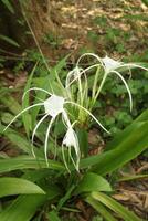 White lily flower blooming on the garden with green and white color photo