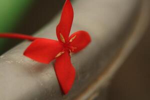 Single red flower with four petals, macro shot photo