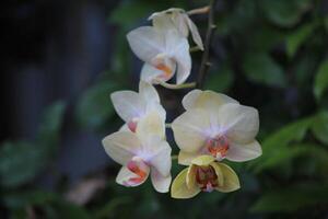 A cluster of yellow and white flowers photo