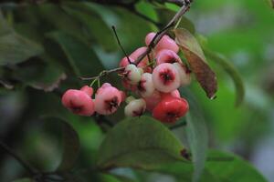 A cluster of red and white berries on a tree photo