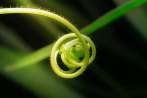 Close up The young shoots of plants curl into a spiral that resembles the law of the golden ratio. photo
