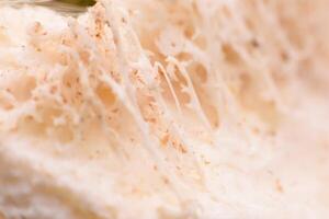 Close-up of a bone showing holes or structures within the bone. photo