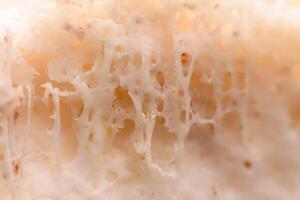 Close-up of a bone showing holes or structures within the bone. photo