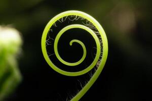 Close up The young shoots of plants curl into a spiral that resembles the law of the golden ratio. photo