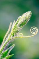 Close up The young shoots of plants curl into a spiral that resembles the law of the golden ratio. photo